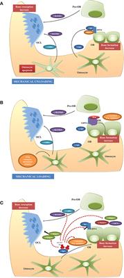 Role of Osteocytes in Myeloma Bone Disease: Anti-sclerostin Antibody as New Therapeutic Strategy